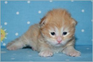 Male Siberian Kitten from Deedlebug Siberians